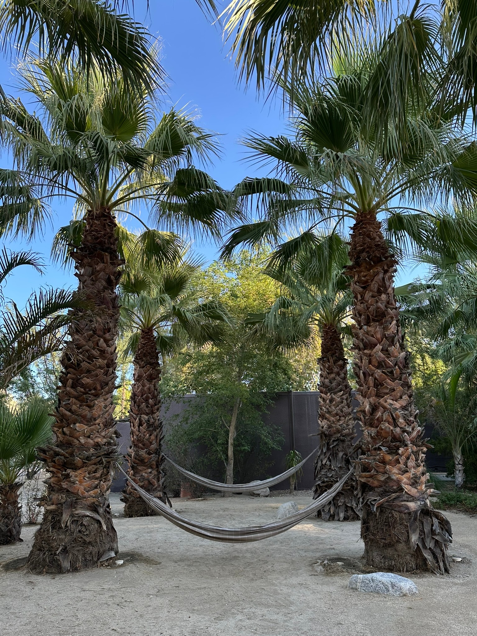 A hammock strung between two palm trees.
